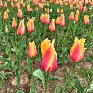 Meet your Posher, Nguyen